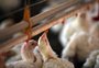 Exportação de carne de frango do Brasil para a China é suspensa por 60 dias após primeiro caso de gripe aviária em granja 