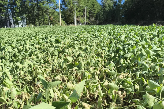 Emater / Divulgação