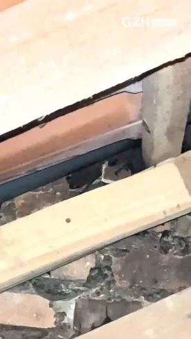 Infestação de morcegos preocupa moradores de o Fundo