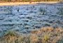 Pontos de atenção e outros de "normalidade": como frio e geada à vista podem afetar a produção no RS
