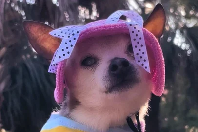 Pebbles, uma cadela da raça toy fox terrier, de 22 anos, faleceu em 5 de outubro de 2022. Ela era considerada como o cão mais velho do mundo de acordo com o Guinness Book, o livro dos recordes.<!-- NICAID(15229588) -->