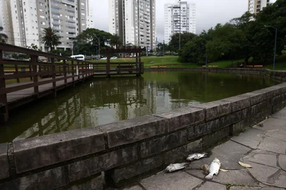 PORTO ALEGRE, RS, BRASIL - 2024.11.07 - Peixes aparecem mortos no lago do Parque Germânia, em Porto Alegre. (Foto: André Ávila/Agência RBS)<!-- NICAID(15909575) -->