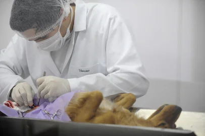 CAXIAS DO SUL, RS, BRASIL, 28/11/2011. Castração conveniada pela prefeitura. Em um ano, mais de 8 mil castrações foram feitas em Caxias do Sul. A clínica veterinária Animali atende todos os dias de 35 a 40 cães e gatos, vindos de diversos bairros da cidade. (Foto: MAICON DAMASCENO/PIONEIRO).Local: Caxias do SulFonte: Agencia RBS<!-- NICAID(7721545) -->
