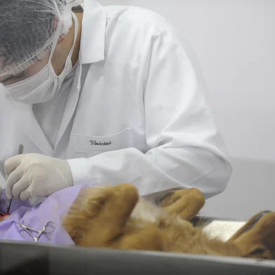 CAXIAS DO SUL, RS, BRASIL, 28/11/2011. Castração conveniada pela prefeitura. Em um ano, mais de 8 mil castrações foram feitas em Caxias do Sul. A clínica veterinária Animali atende todos os dias de 35 a 40 cães e gatos, vindos de diversos bairros da cidade. (Foto: MAICON DAMASCENO/PIONEIRO).Local: Caxias do SulFonte: Agencia RBS<!-- NICAID(7721545) -->