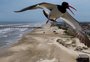 Antes dos veranistas, as aves já estão no litoral