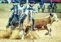 Força máxima do cavalo crioulo, Freio de Ouro celebra crescimento com 106 animais na disputa final