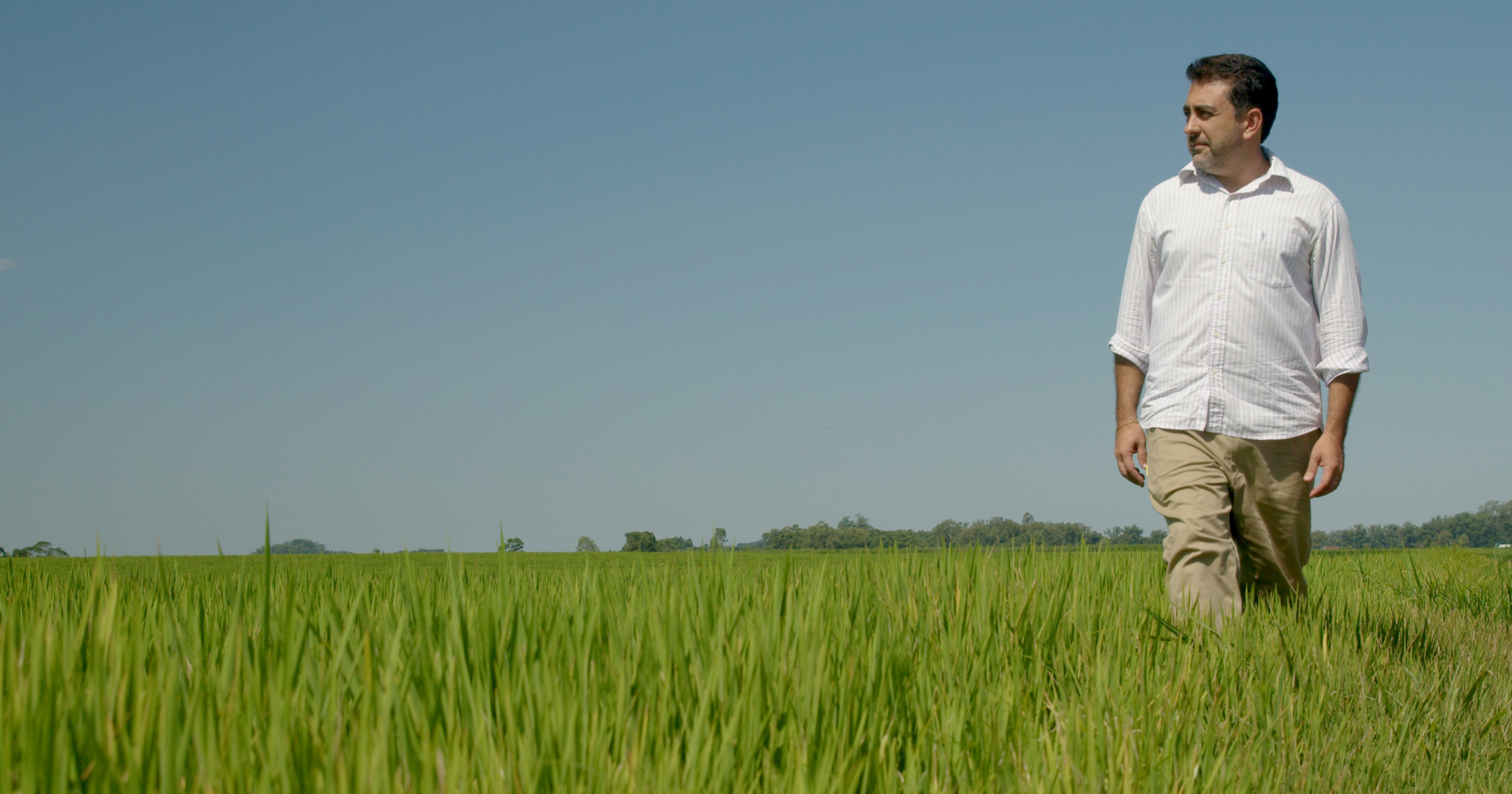 O segredo da excel&ecirc;ncia do arroz ga&uacute;cho
