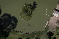 Sapucaia do Sul, RS, Brasil, 03-01-2025: Cisnes no lago no Zoológico de Sapucaia do Sul. Instituição promoverá leilão de 179 animais para evitar superpopulação de algumas espécies como cisnes-negros, pavões, jegues e poneis. Foto: Mateus Bruxel / Agência RBSLocal: Sapucaia do Sul<!-- NICAID(15948092) -->