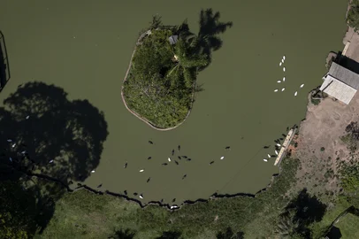 Mateus Bruxel / Agencia RBS Sapucaia do Sul, RS, Brasil, 03-01-2025: Cisnes no lago no Zoológico de Sapucaia do Sul. Instituição promoverá leilão de 179 animais para evitar superpopulação de algumas espécies como cisnes-negros, pavões, jegues e poneis. Foto: Mateus Bruxel / Agência RBSLocal: Sapucaia do Sul<!-- NICAID(15948092) -->