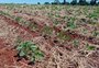 Falta de chuva dificulta avanço no plantio da soja no Rio Grande do Sul