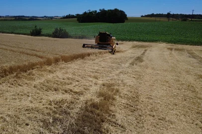 Colheita de trigo no RS<!-- NICAID(16181148) -->