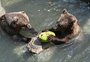 VÍDEO: animais comem frutas congeladas em zoológico para se refrescar em meio a onda de calor na Itália