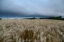 chuva na época da colheita de trigo, em Passo Fundo<!-- NICAID(12516754) -->