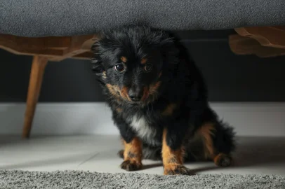 Stressed dog hiding under sofa. Domestic violence against petsIndexador: Olga Yastremska, New Africa, AfrFonte: 315400878<!-- NICAID(15486895) -->