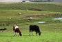 Calorão do outono (que já ficou no passado) trouxe impactos à produção de leite no RS