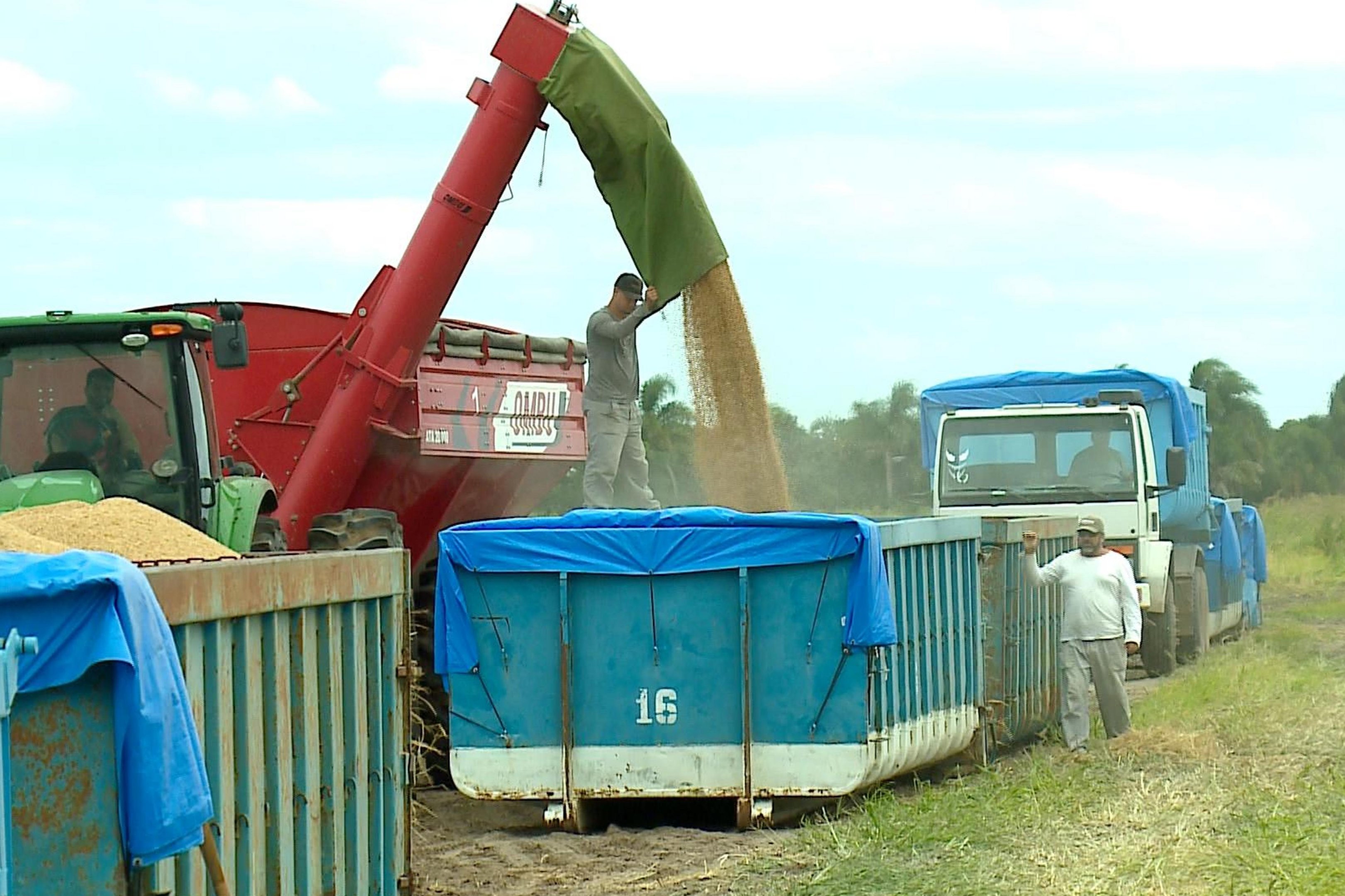 Como a falta de diesel tem afetado produtores durante a colheita do arroz no sul do RS
