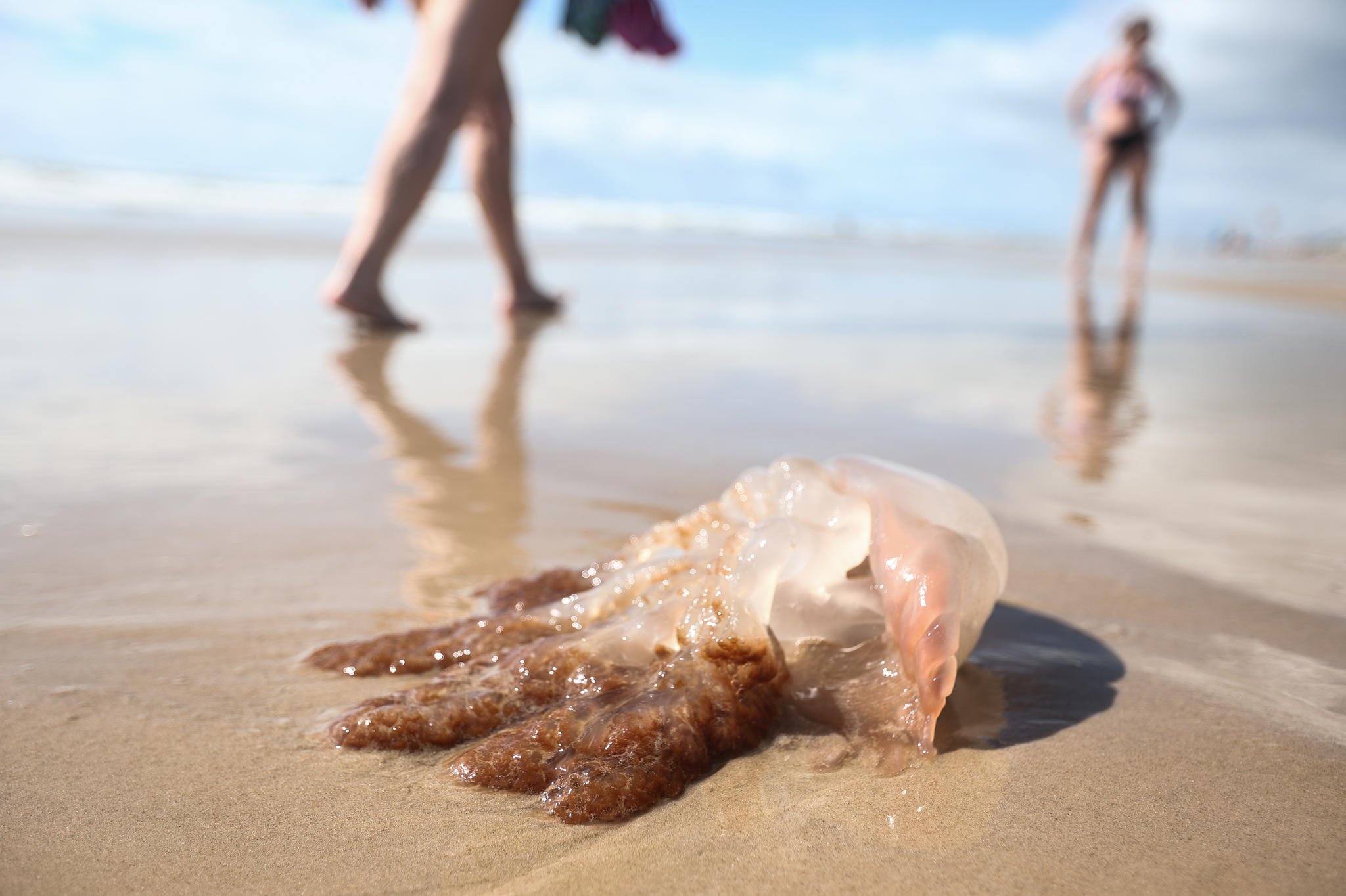 Torres chega a quase 10 mil queimaduras por &aacute;guas-vivas, mas ressaca do mar reduz n&uacute;mero de casos di&aacute;rios