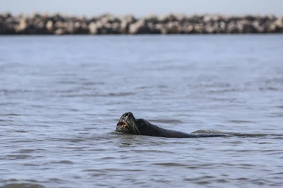 RIO GRANDE, RS, BRASIL - 2021.07.02 - Ameaçada de extinção, a espécie de botos-de-Lahille existe apenas no Brasil, no Uruguai e na Argentina, e sua população é estimada em 600 indivíduos atualmente. A maior concentração está no final na Lagoa dos Patos, ali são cerca de 90. Na foto: Leão Marinho (Foto: ANDRÉ ÁVILA/ Agência RBS)Indexador: Andre Avila<!-- NICAID(14837239) -->
