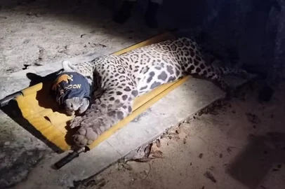 Polícia captura onça-pintada que pode ter matado caseiro no Pantanal<!-- NICAID(16023238) -->