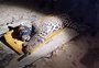 Onça é capturada no local onde caseiro foi atacado e morto no Pantanal