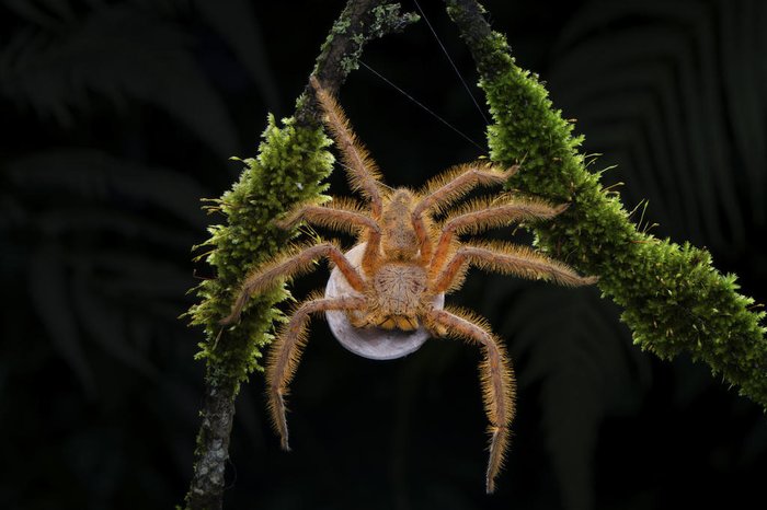 Lan Soon Tak / Wildlife Photographer of the Year / Divulgação