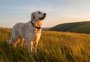 Por que os cachorros uivam? Cinco motivos que os levam a soltar esse som