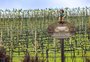 Uma nova fronteira do vinho brasileiro floresce no agreste de Pernambuco
