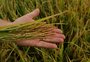 O que explica a projeção de área 5% maior de arroz para a próxima safra no Estado