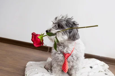 Dia dos namorados; cachorro; gravata; flor.  Foto: boryanam / stock.adobe.comFonte: 136596421<!-- NICAID(15449958) -->