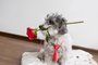 Dia dos namorados; cachorro; gravata; flor.  Foto: boryanam / stock.adobe.comFonte: 136596421<!-- NICAID(15449958) -->