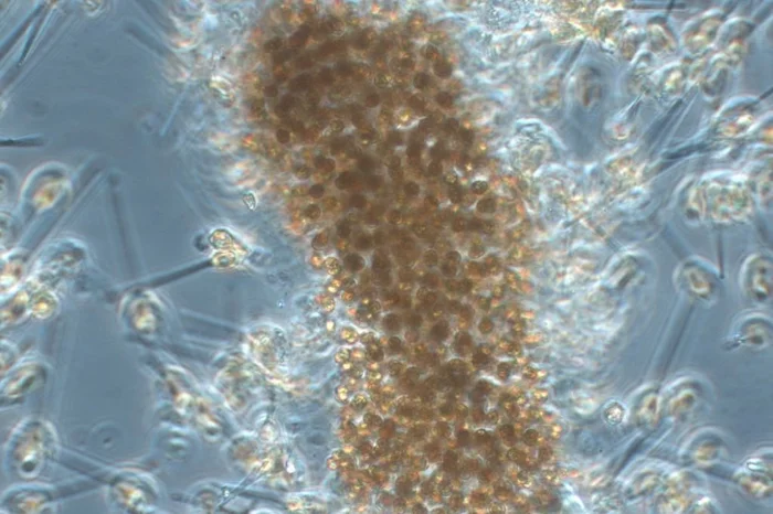 Márcio de Souza / DB-Instituto de Biologia / UFPEL Márcio de Souza / DB-Instituto de Biologia / UFPEL