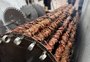 Com venda de menarosto, vinhos e sucos para arrecadar fundos, Flores da Cunha sedia festival a partir desta quinta-feira