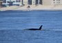 Grupo de oito orcas é avistado no Litoral Norte; veja vídeo