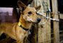 Cinco meses após a enchente, saiba como estão os abrigos de animais em Porto Alegre