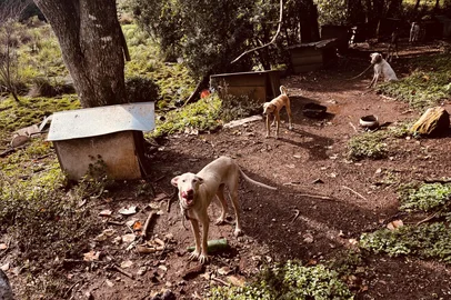 Polícia resgata 27 cães, javali e ave silvestre em situação de maus-tratos no interior de São Francisco de Paula; suspeito é preso.<!-- NICAID(16279589) -->