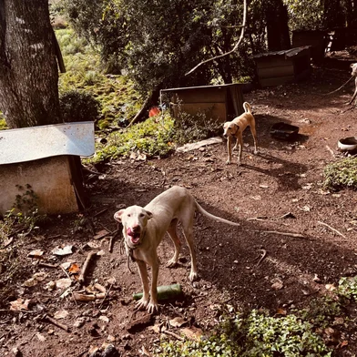 Polícia resgata 27 cães, javali e ave silvestre em situação de maus-tratos no interior de São Francisco de Paula; suspeito é preso.<!-- NICAID(16279589) -->
