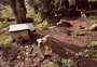 Polícia resgata 27 cães, javali e ave silvestre em situação de maus-tratos em São Francisco de Paula; suspeito é preso