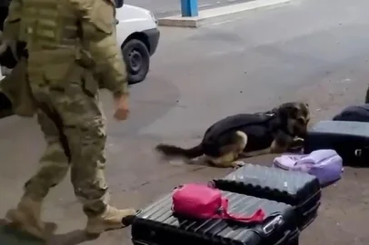 Guri, Simo e Ébano, cães farejadores da Polícia Rodoviária Federal (PRF), auxiliaram na apreensão de 30 quilos de drogas durante abordagem a um veículo de transporte por aplicativo na noite de quarta-feira (30), em Osório, no Litoral Norte. Um menor foi detido e um homem de 19 anos foi preso por tráfico de drogas.<!-- NICAID(15999258) -->