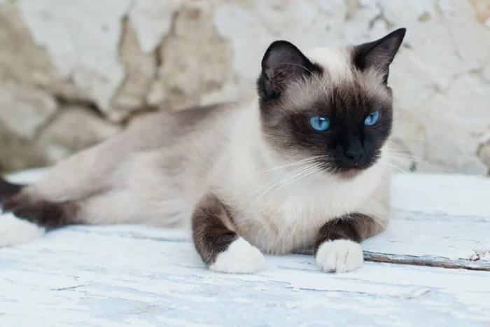MelashaCat / Shutterstock | Portal EdiCase
