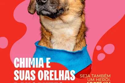 Governo do RS renova campanha de adoção de animais atingidos pelas enchentes e aposta em novos formatos de mídia<!-- NICAID(15898383) -->