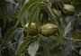 A receita do recorde: como o RS chegou à maior safra de noz pecan da história