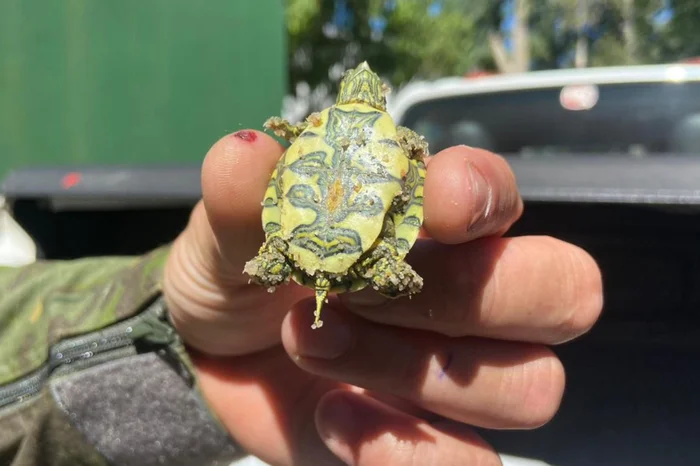 Laura Cosme / Grupo RBS Laura Cosme / Grupo RBS