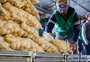 Alta do diesel deixa alimentos mais caros; veja o que mais sobe no RS