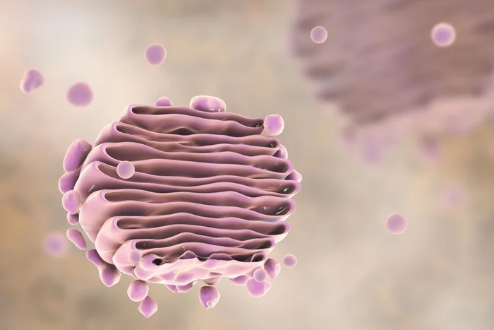 Kateryna Kon / Shutterstock | Portal EdiCase
