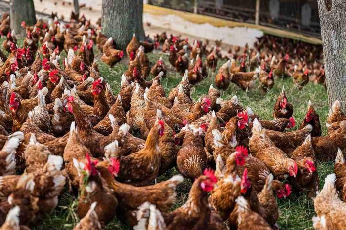 Label Rouge / Divulgação