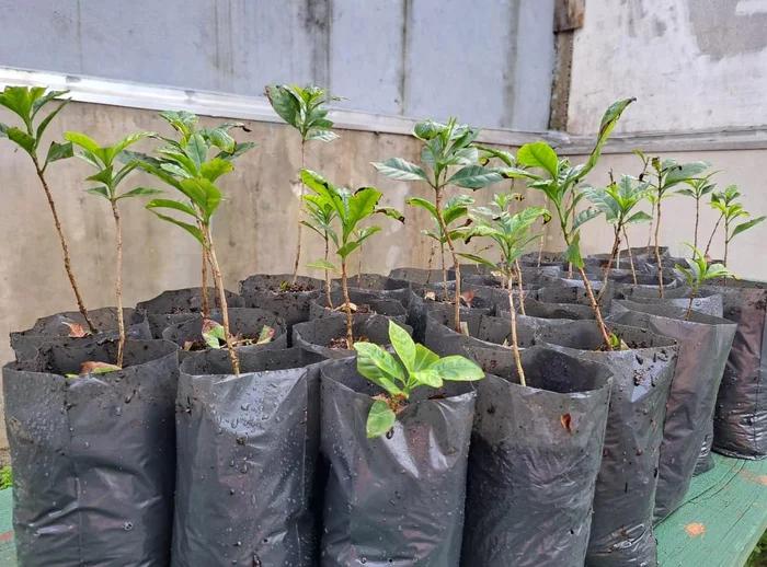 Arnaldo Tiecker Junior / Arquivo pessoal