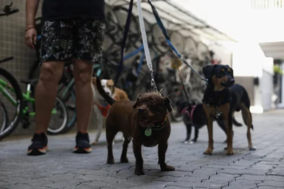 PORTO ALEGRE, RS, BRASIL, 05-02-2026: Qual é a legislação que permite pets em condomínios/prédios. Na imagem, Carol Fumeo, cuidadora de cães, com seus pets.<!-- NICAID(16219876) -->