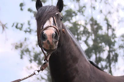 Bem + Agro_Cavalo Crioulo. Gabriel Bolfoni/ RBS TV<!-- NICAID(16109596) -->