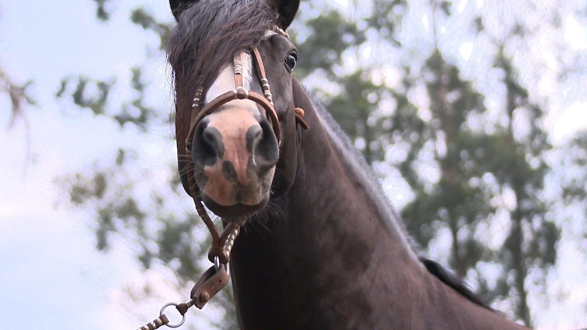 Bem+ Agro: símbolo do povo gaúcho, cavalo crioulo está há 400 anos no ...