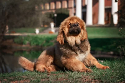 Tibetan Mastiff puppyCão - Mastim Tibetano. Foto: brusnikaphoto / stock.adobe.comIndexador: Katerina BrusnikaFonte: 83398488<!-- NICAID(15696684) -->